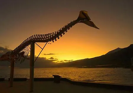 Mar Y Montana Daire Los Silos